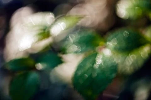 Blackberry leaf closeup Stock Photos