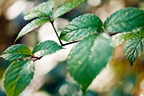 Blackberry leaf closeup Stock Photos