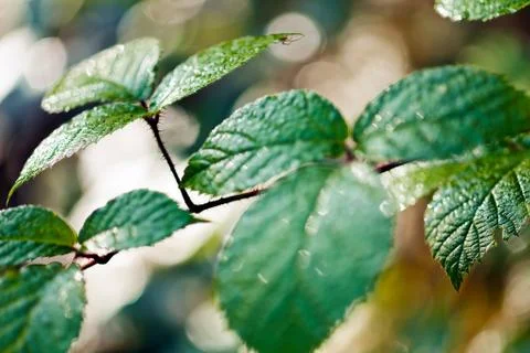 Blackberry leaf closeup Stock Photos