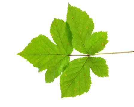 Blackberry leaf Stock Photos