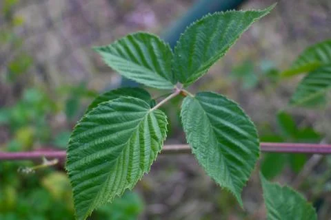 Blackberry leaves on a stem Photos