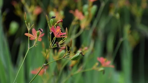 Blackberry lily Stock Footage 83374356