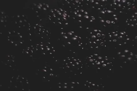 Blackberry Macro close up Stock Photos