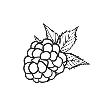 Blackberry, made in vector and isolated, black line Stock Illustration