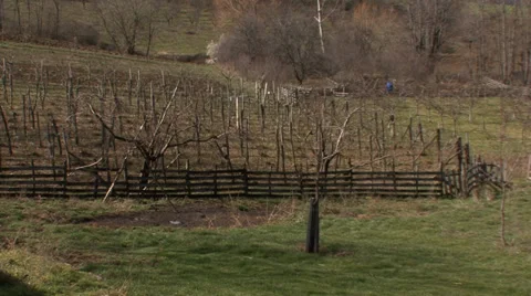 Blackberry orchard in the early spring Stock Footage 36112387