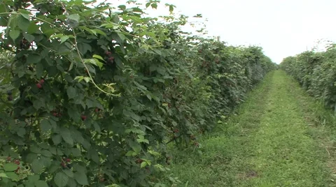 Blackberry orchard Stock Footage 41128347