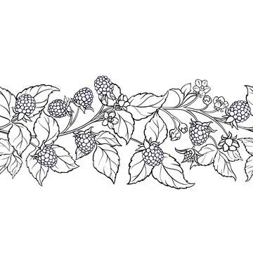Blackberry Outline Horizontal Seamless Pattern. Stock Illustration