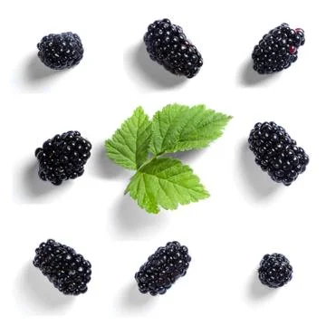 Blackberry pattern isolated on white Stock Photos