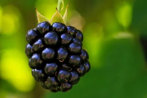 Blackberry Stock Photos