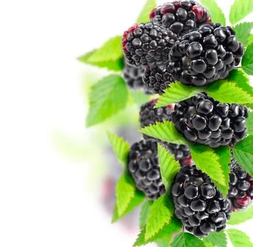 Blackberry Foto stock