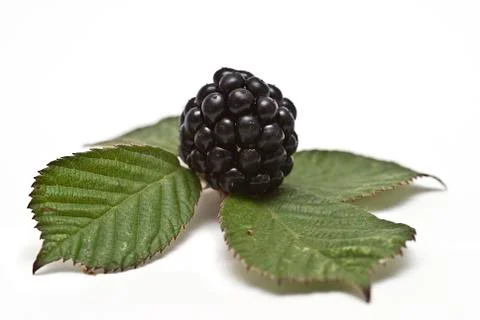 Blackberry. Stock Photos