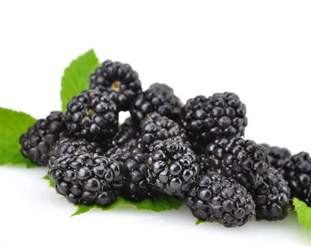 Blackberry Stock Photos