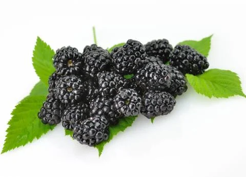 Blackberry Stock Photos