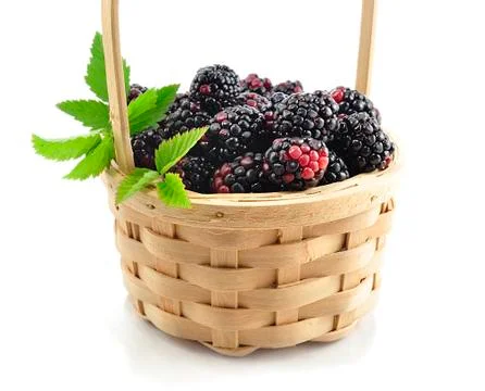Blackberry Stock Photos