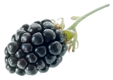 Blackberry Stock Photos