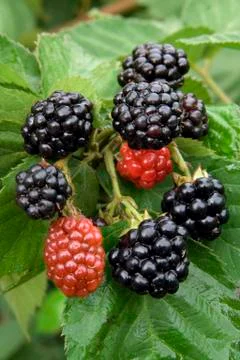 Blackberry Stock Photos