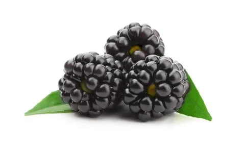 Blackberry Stock Photos