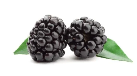 Blackberry Stock Photos