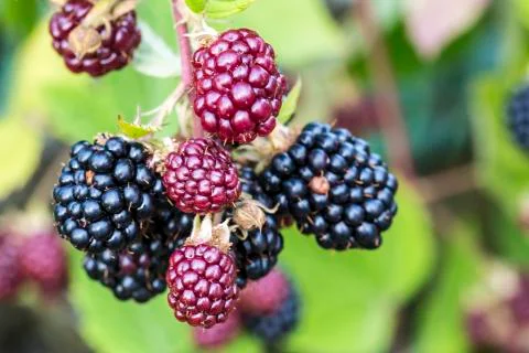 Blackberry Stock Photos