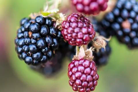 Blackberry Stock Photos