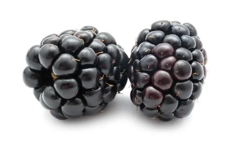 Blackberry Stock Photos