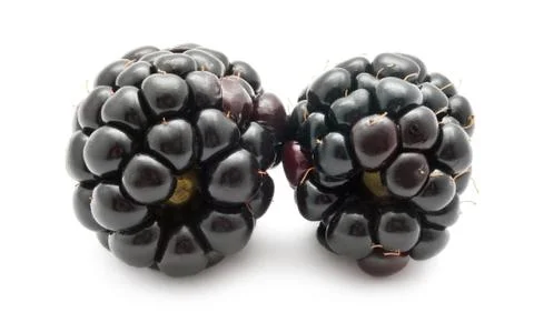 Blackberry Stock Photos