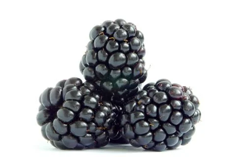 Blackberry Stock Photos