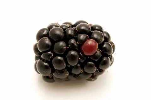 Blackberry Stock Photos