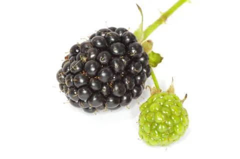 Blackberry Stock Photos