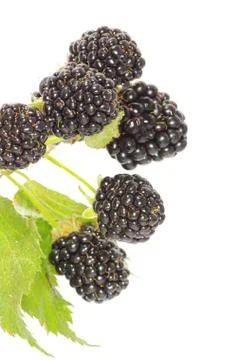 Blackberry Foto stock