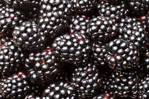 Blackberry Stock Photos