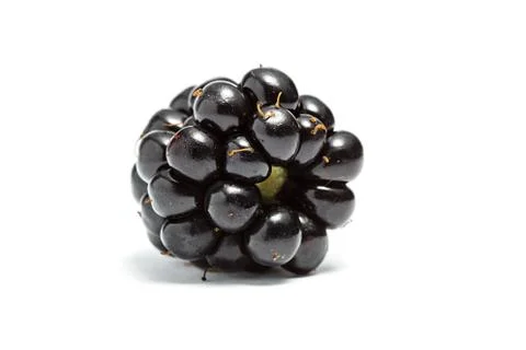 Blackberry Stock Photos