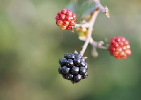 Blackberry Foto stock