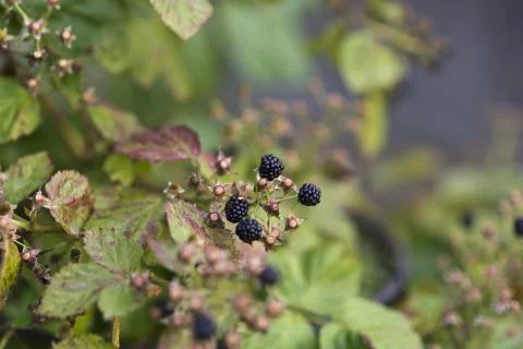Blackberry Stock Photos
