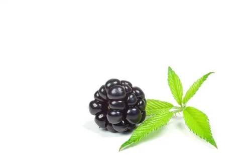 Blackberry Stock Photos