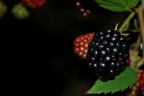 Blackberry Stock Photos