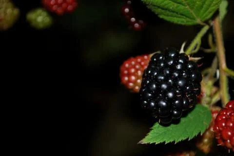 Blackberry Stock Photos