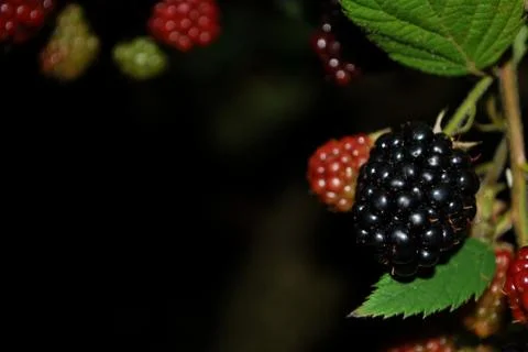 Blackberry Foto stock