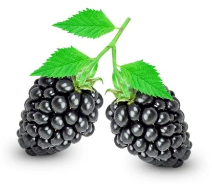 Blackberry Stock Photos