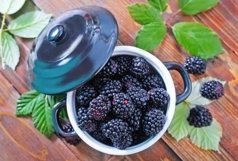 Blackberry Stock Photos
