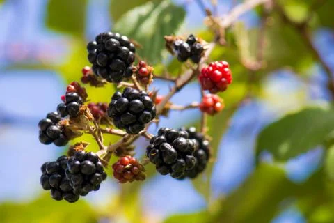 Blackberry Stock-Fotos