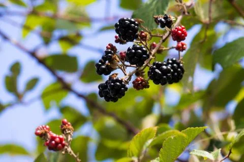 Blackberry Stock Photos