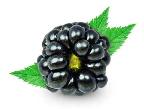Blackberry Stock Photos