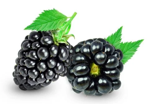 Blackberry Stock Photos