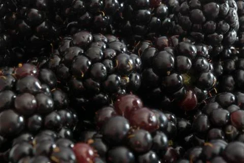 Blackberry Stockfoto's