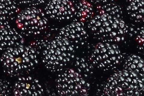 Blackberry Stock Photos