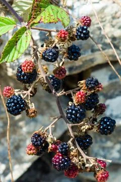 Blackberry Foto stock