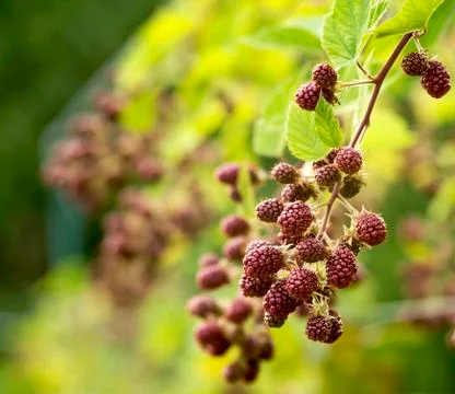 Blackberry Stock-Fotos