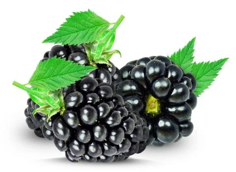 Blackberry Stock Photos