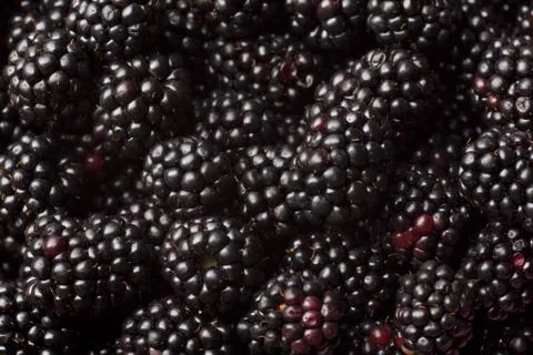 Blackberry Stock Photos